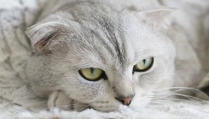 九游app官网下载-法国篮球运动员健康状况良好，法国篮球名将