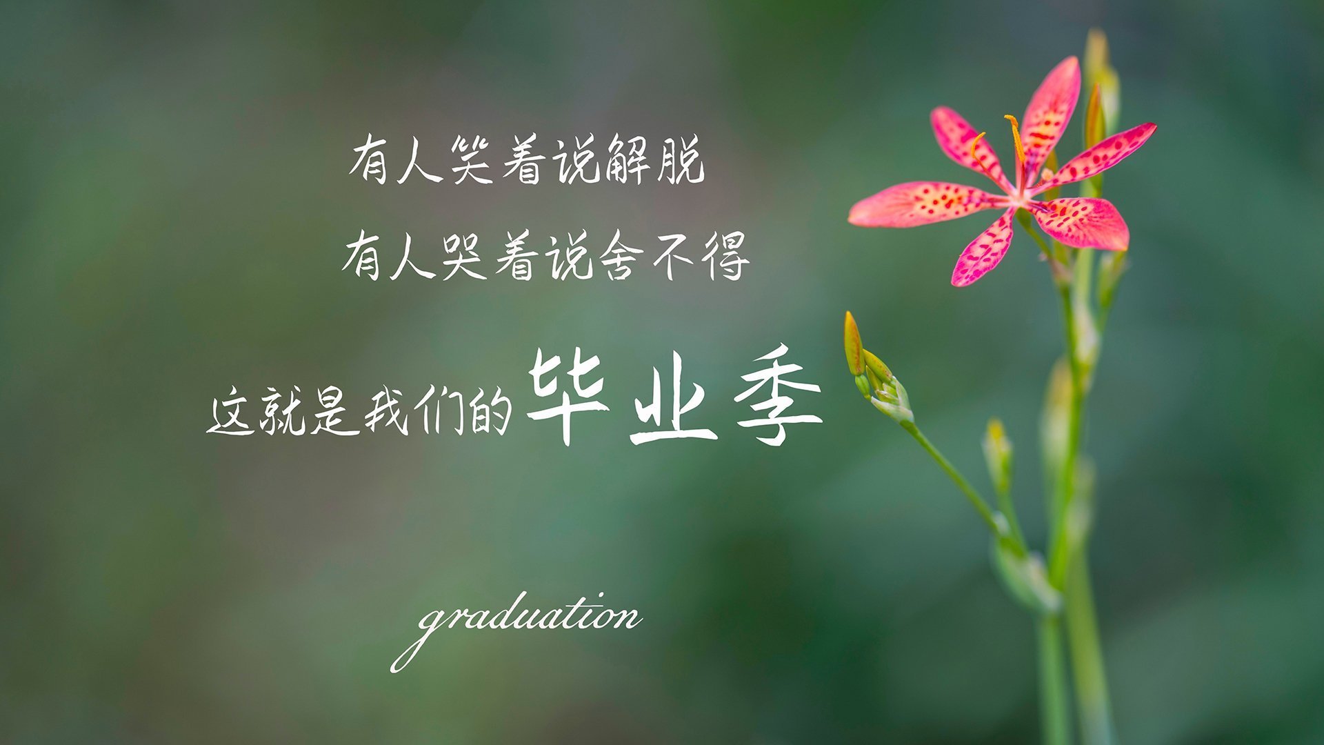 伊朗马术协会举办“Chovgan”文化交流活动，促进传统文化传承。