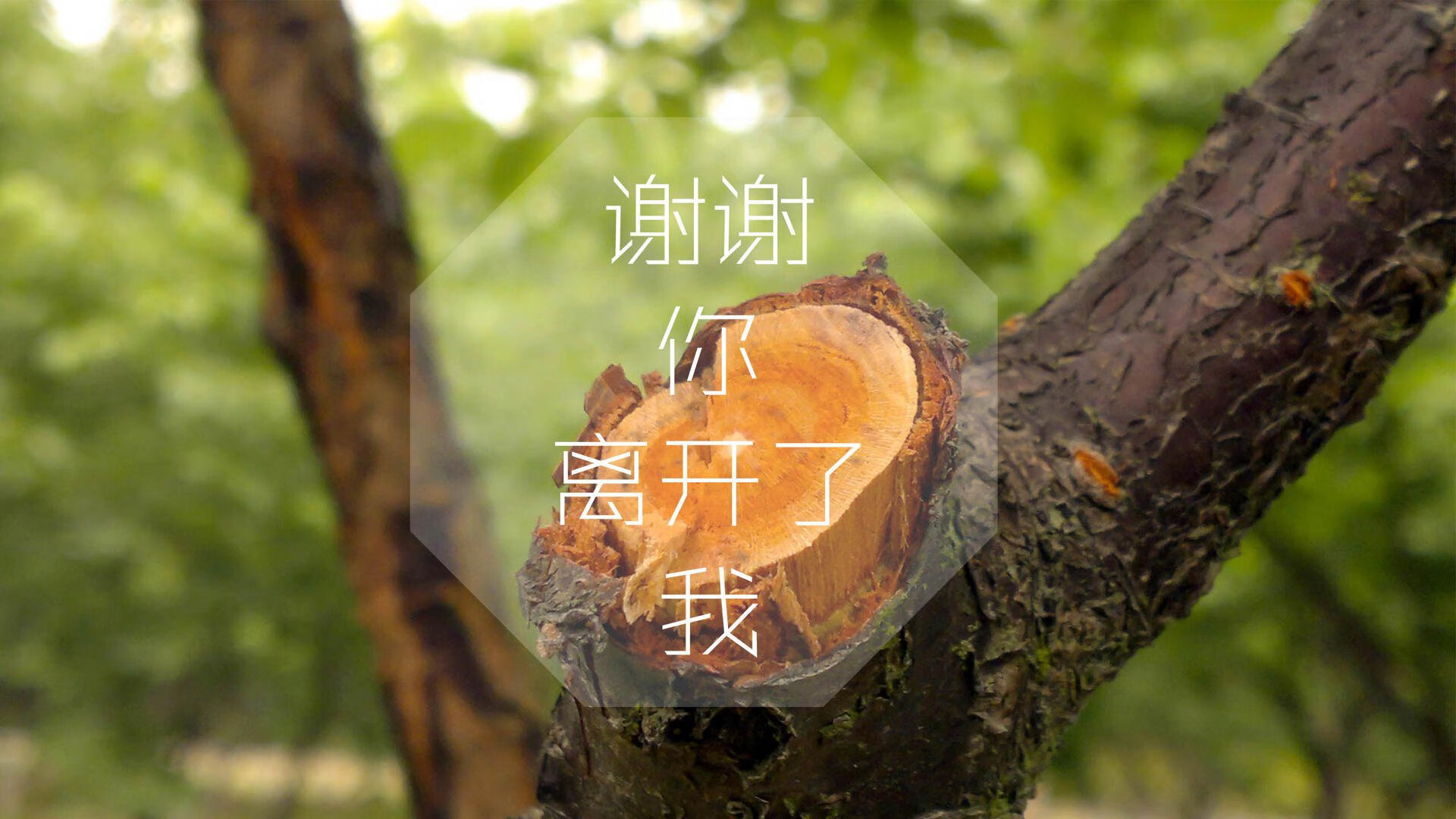 “金牛区城北体育馆：舞者们挑战动作极限，运动舞蹈赛场上演速度与优雅的碰撞”