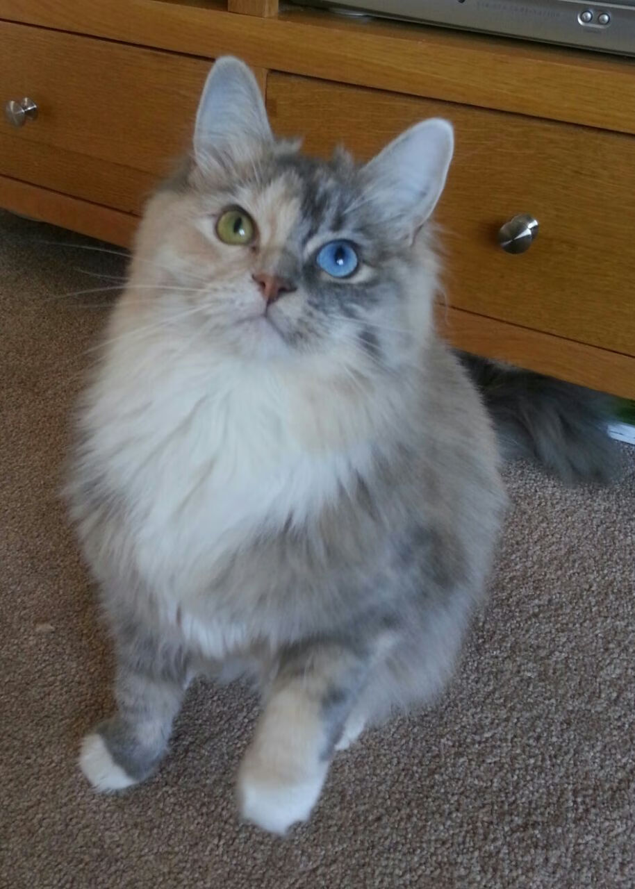 球队训练节奏是否能够复制至正式比赛节奏强度,球队体能训练