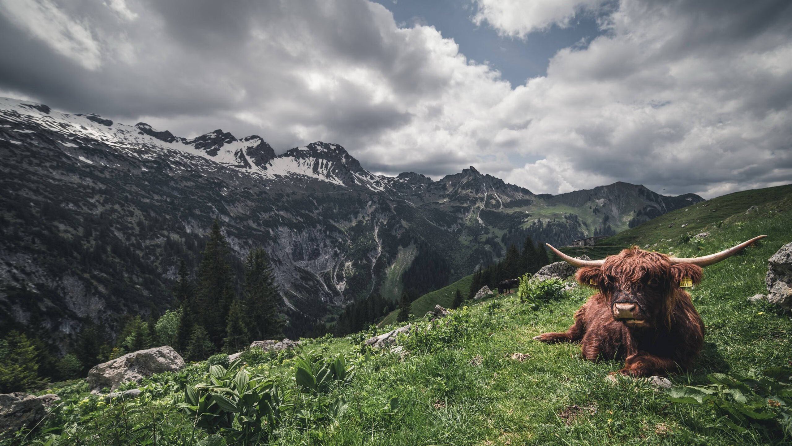 九游游戏中心官网-“华金·托比利亚的冷静头脑与强硬防守，为阿根廷美洲狮队抵御外敌”