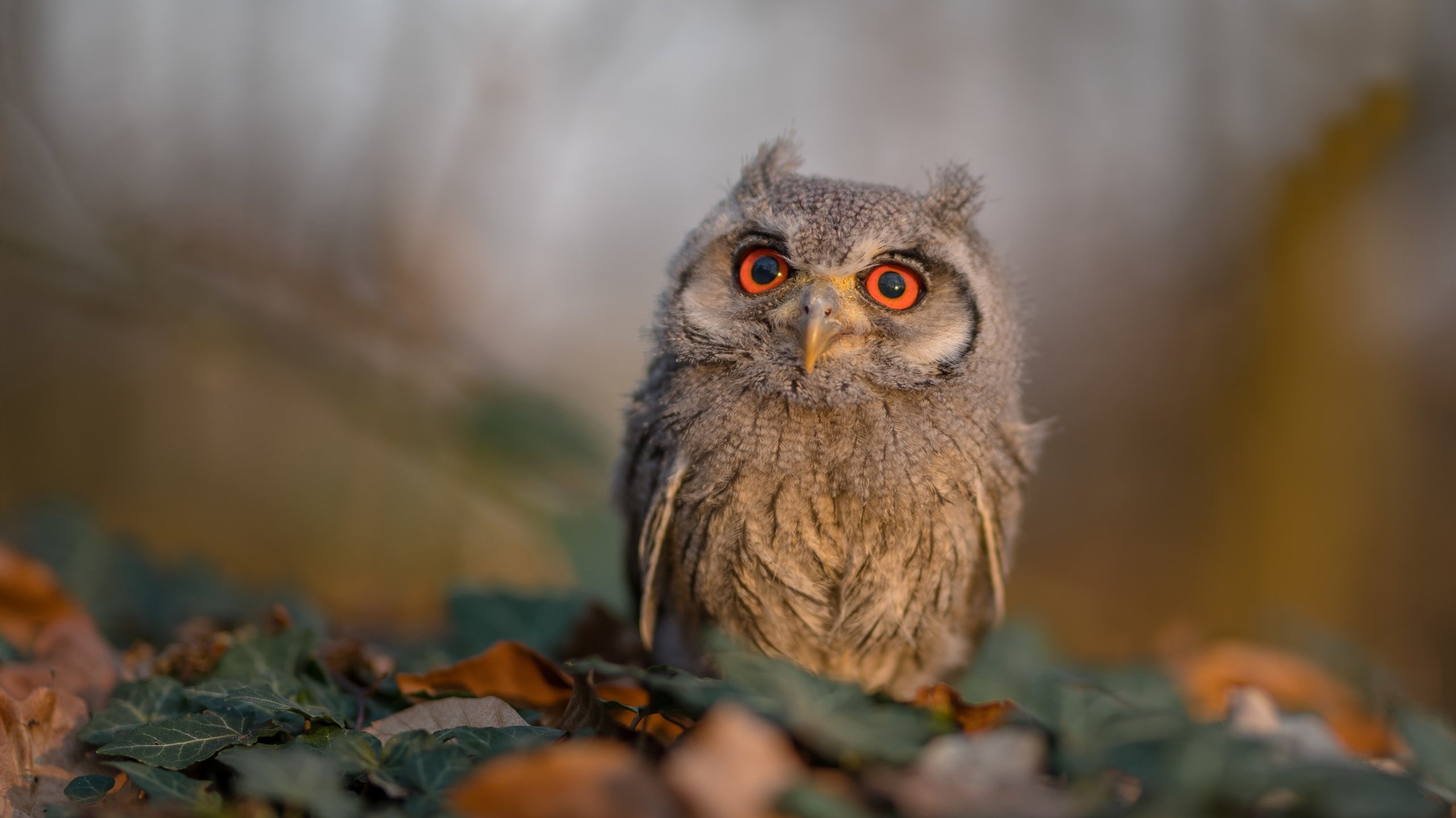 国家队备战策略调整注重攻防转换和临场应变能力,国家队备战保障产品