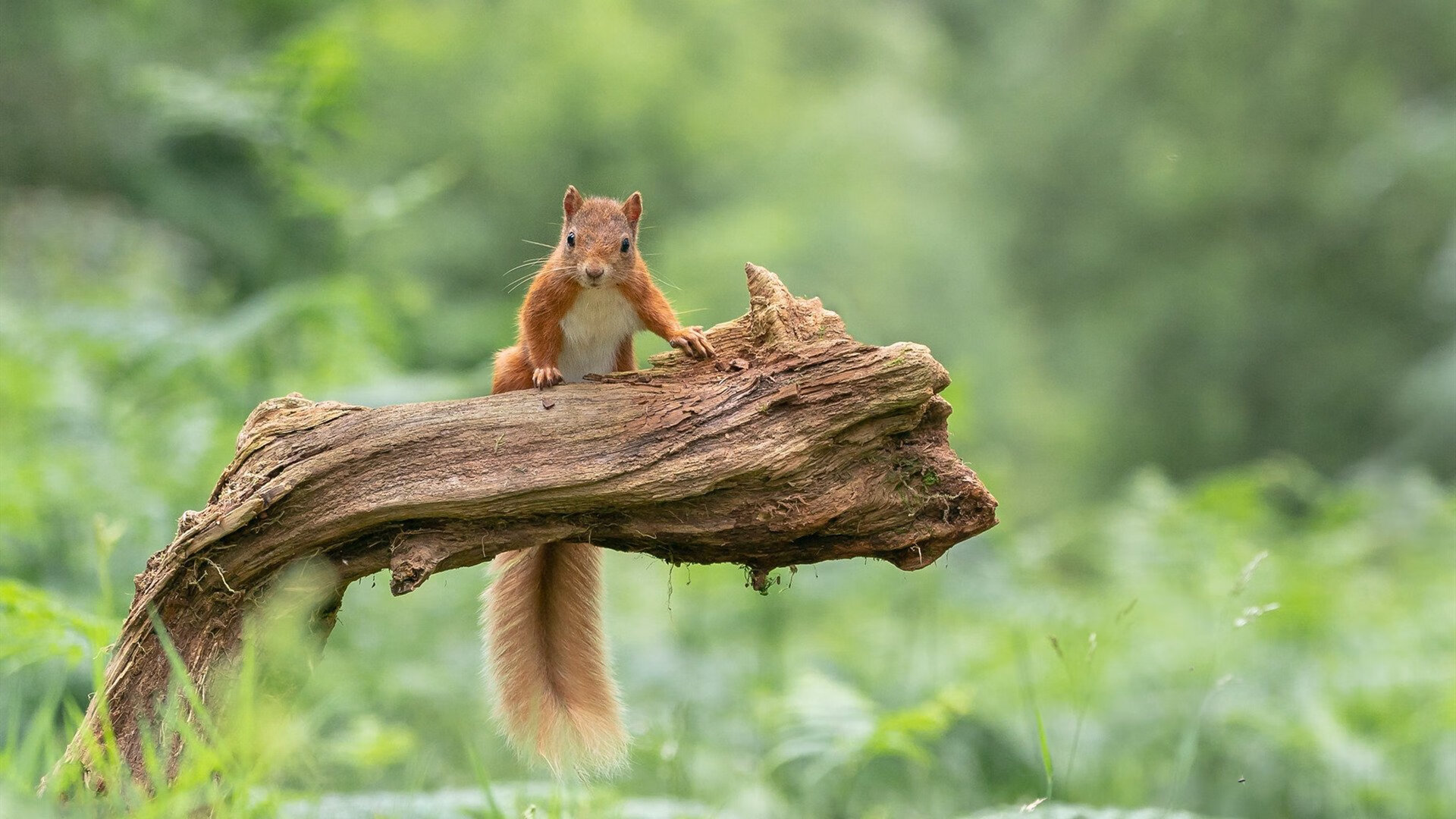 布克强调每场比赛都必须全力以赴,布克最近比赛