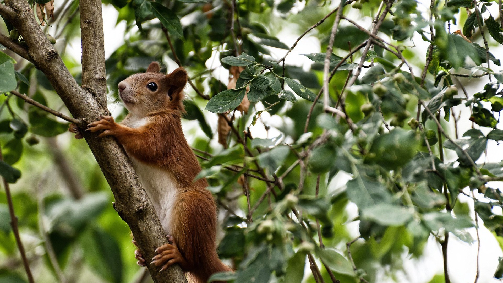 九游登录入口-自由泳长距离瑞士耐力出众，自由泳2021