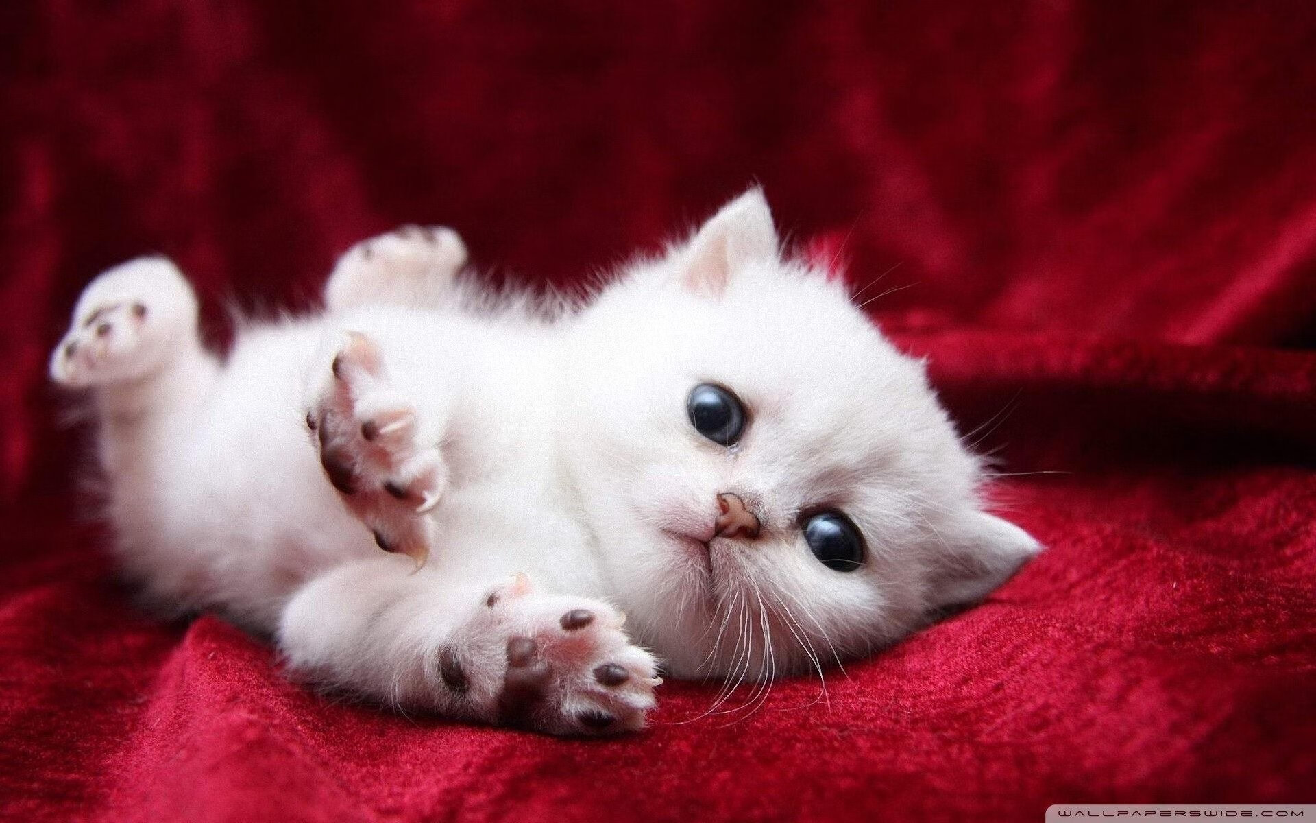 英超冠军悬念:最后的决战即将开启!,2021英超最后一轮