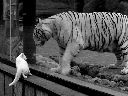 蛙泳选手划幅扩大、润滑度明显提升,蛙泳划手速度要求慢还是快