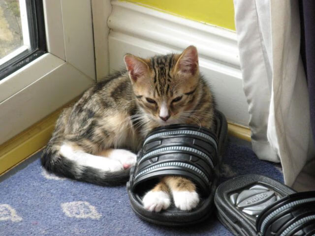 虚拟现实球场在国际比赛中首次使用,增强观赛新体验,虚拟现实场景建模技术